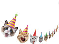 Hooqict Cat Birthday Banner Birthday Party Decorations for Backdrop Cat Happy Birthday Banner Garland Sign for Girls Boys Kids 1st 2nd 3rd Party Supplies Hanging Decor